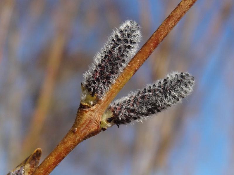 Blüte von Salix purpurea