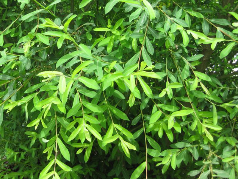 Purpurweide, Salix purpurea