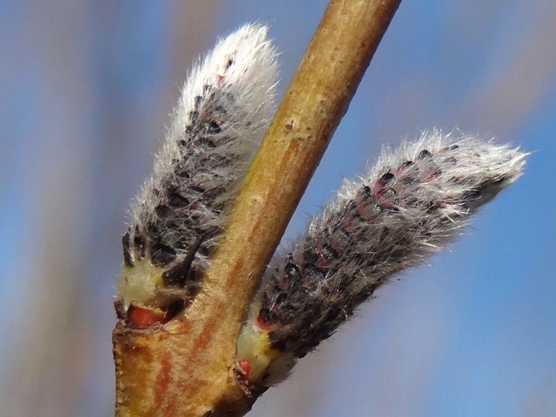 Detail der Purpur-Weide