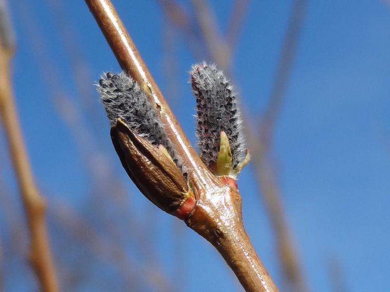 Salix purpurea im März