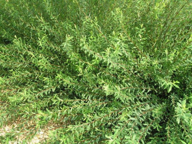 Habitus von Salix purpurea Nancy Saunders