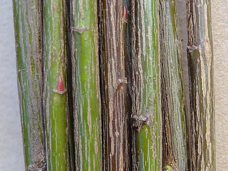 Salix purpurea Nancy Saunders mit Wintertrieben