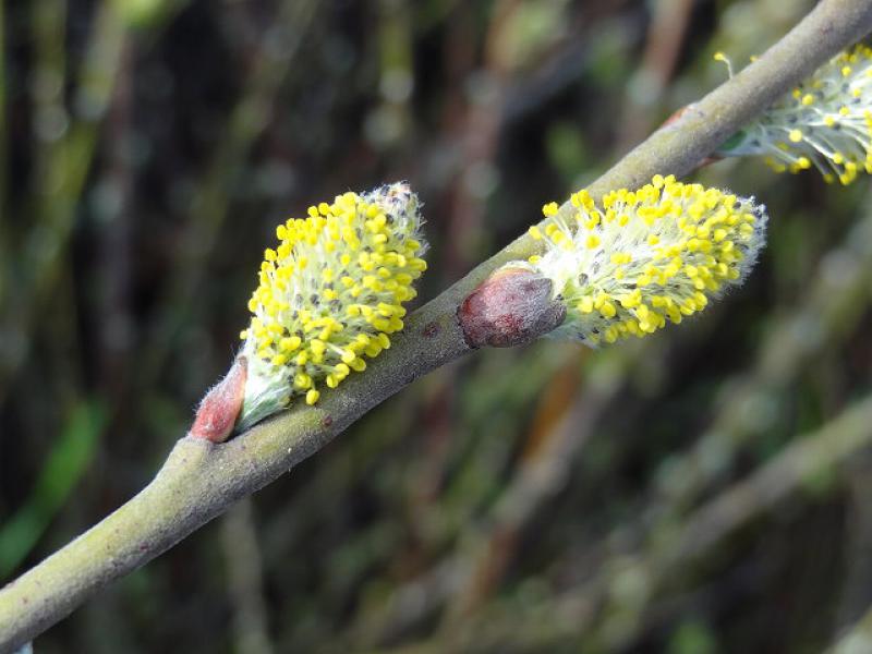 Salix repens, Moorweide