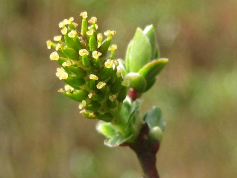 Moorweide, Salix repens