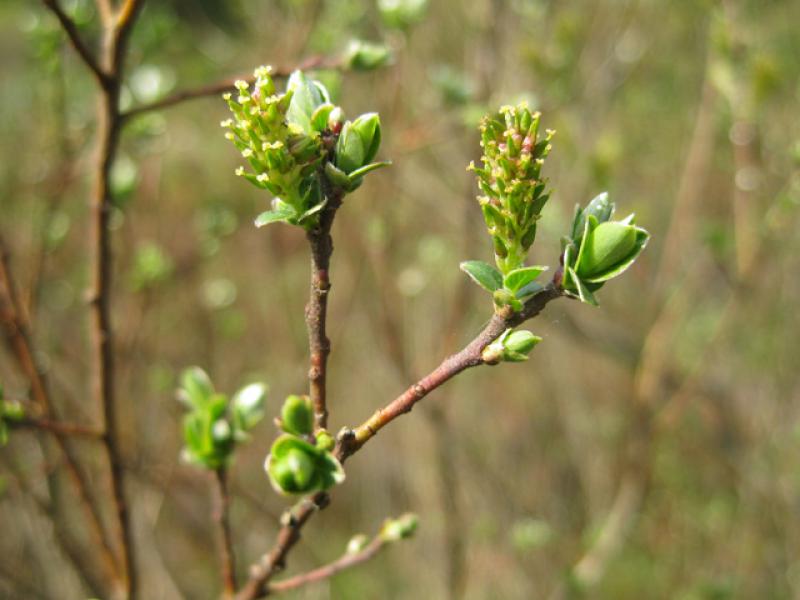 Moorweide, Salix repens