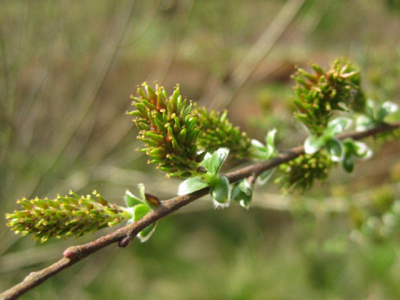 Moorweide, Salix repens