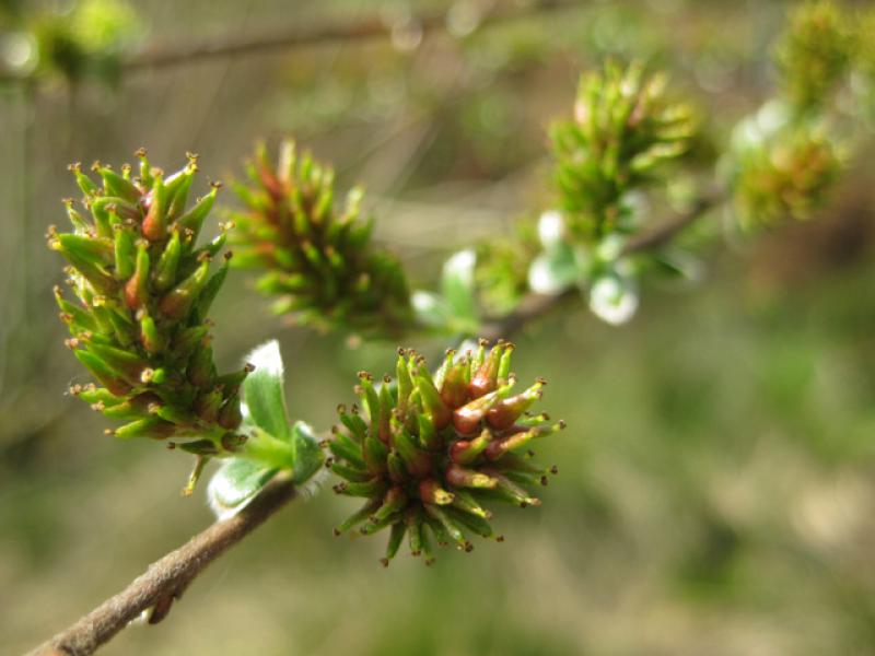 Moorweide, Salix repens