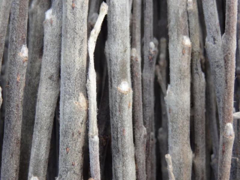 Salix repens argentea: Die starke Behaarung der einjährigen Triebe ist im Winter gut zusehen