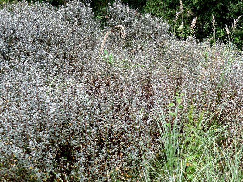 Salix repens argentea als flächige Bepflanzung in einer Anlage