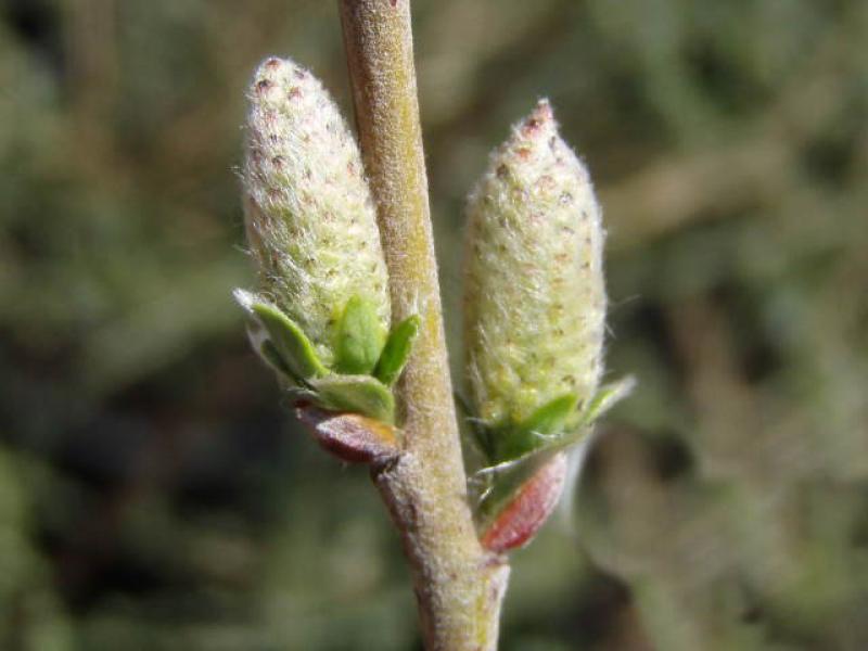 Frühe Blütenknospen bei Salix repens argeneta