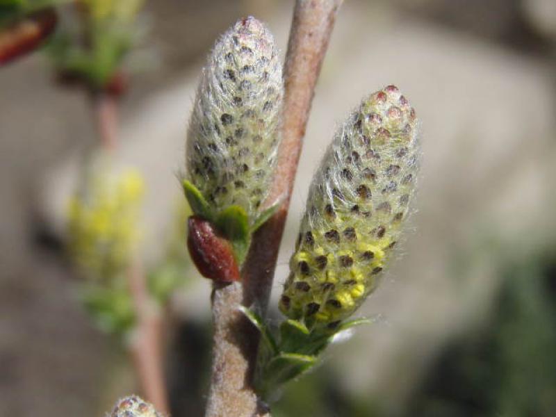 Salix repens argentea: Kätzchen