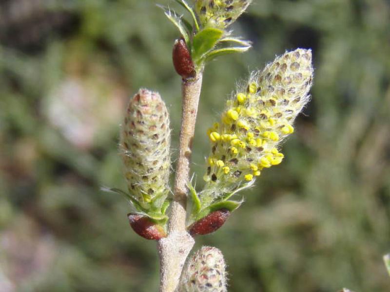 Blüten der Silberkriechweide