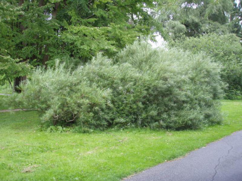 Rosmarinweide als Gruppenpflanzung