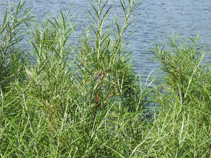 Silbergrünes Sommerlaub der Rosmarinweide