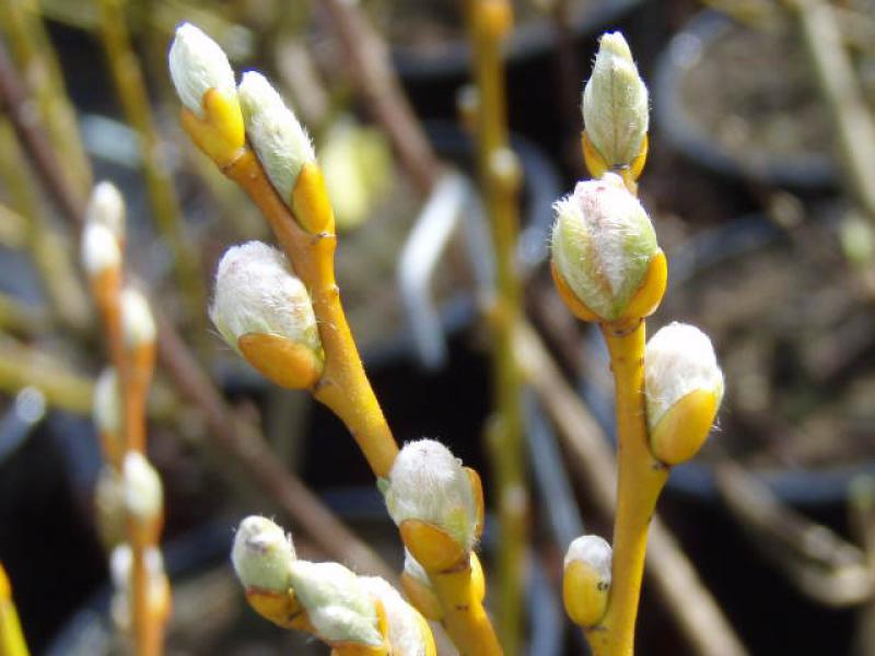 Salix schraderiana in Blüte