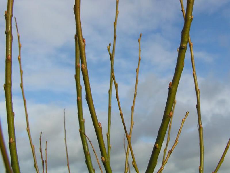 Ruten der Salix schranderiana im Winter