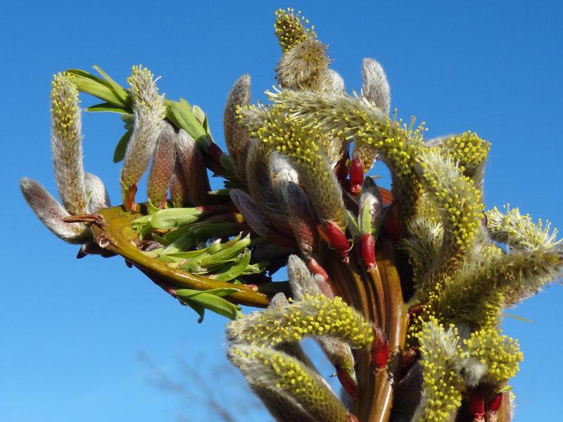 Salix Sekka, japansk drakvide