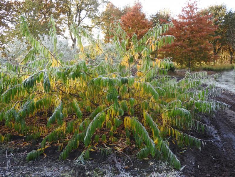 Salix Sekka, japansk drakvide