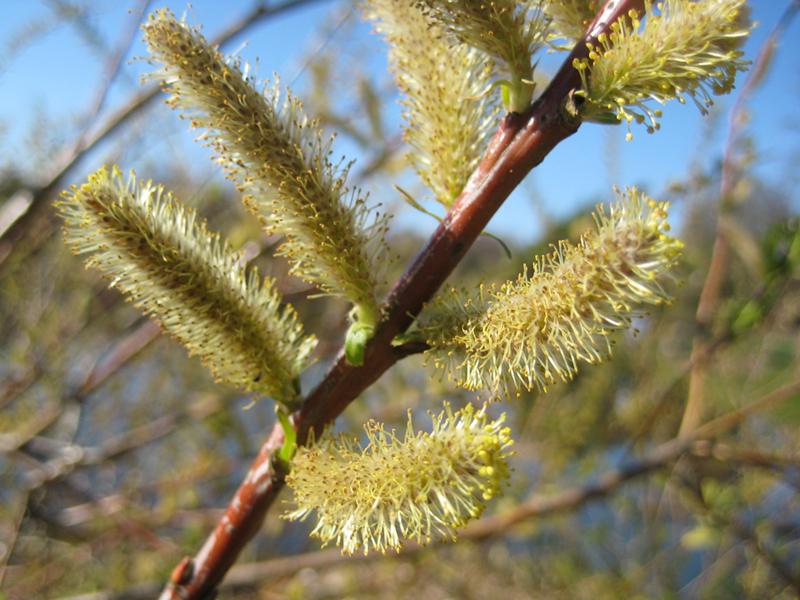 Salix Sekka, japansk drakvide