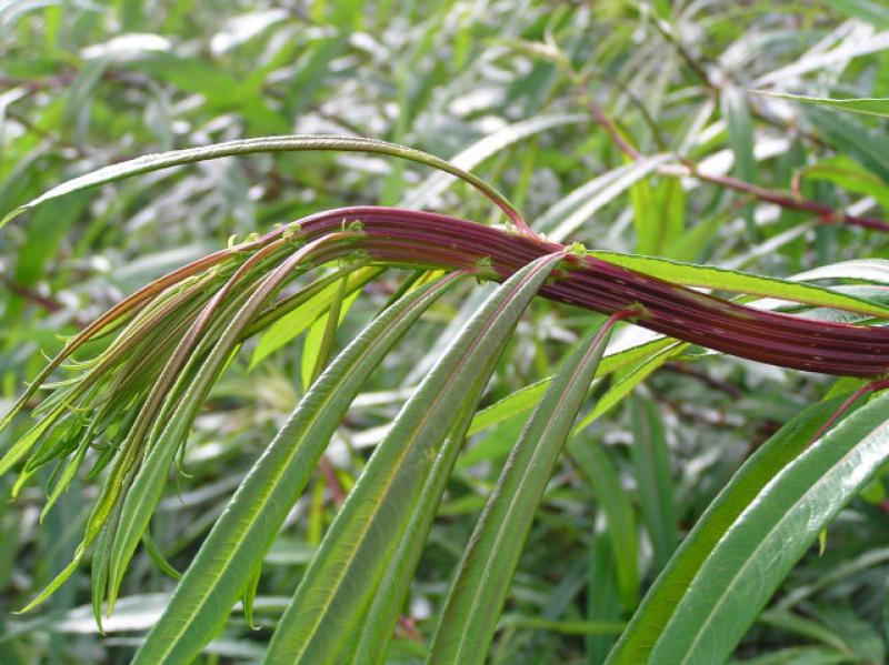 Salix Sekka, japansk drakvide