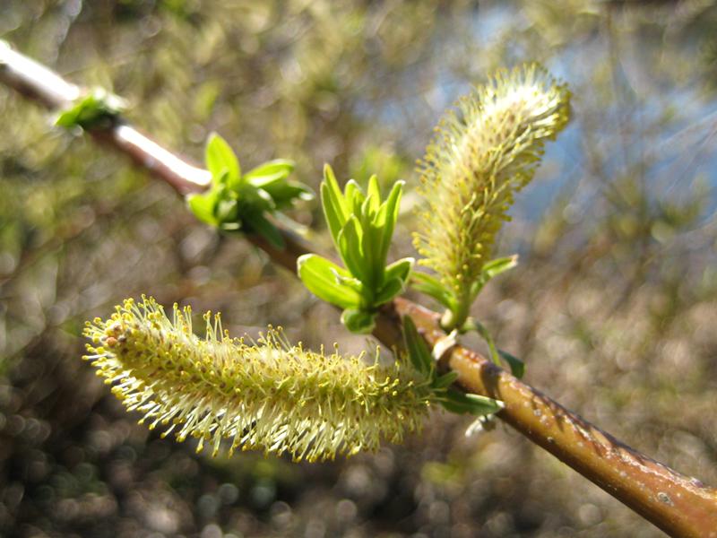 Salix Sekka, japansk drakvide