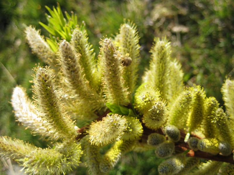 Salix Sekka, japansk drakvide