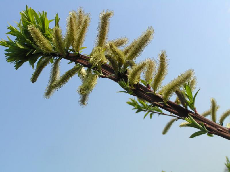 Salix Sekka, japansk drakvide