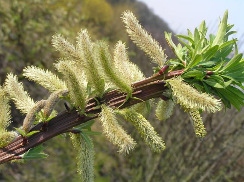 Salix Sekka, japansk drakvide