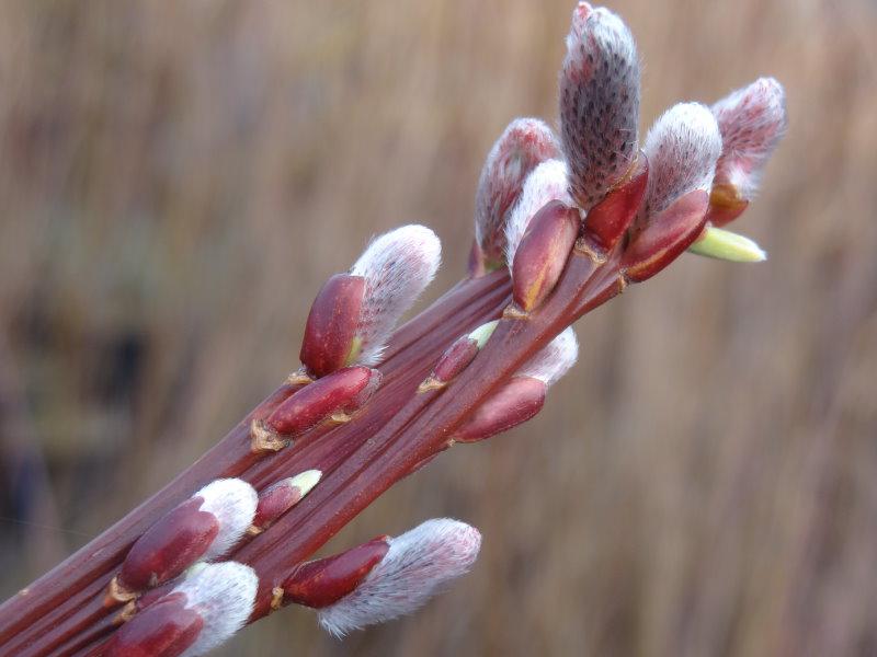 Salix Sekka, japansk drakvide