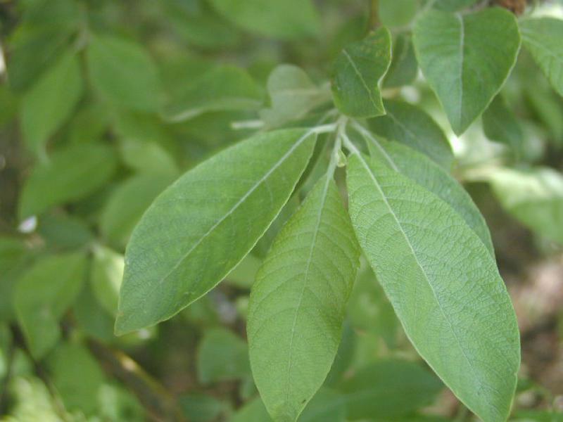 Blätter der Küblerweide, Salix smithiana