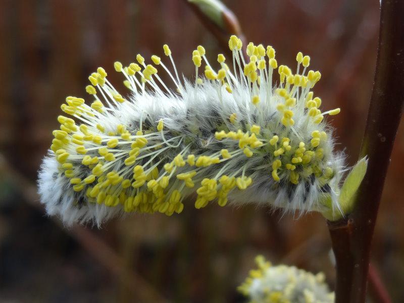 Bienen lieben die Pollen der Küblerweide.