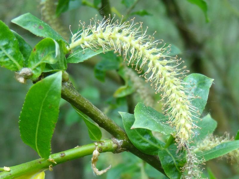 Eine Nahaufnahme der Salix trindra