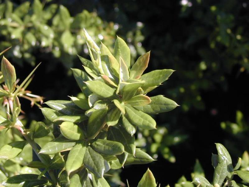 Berberis verruculosa