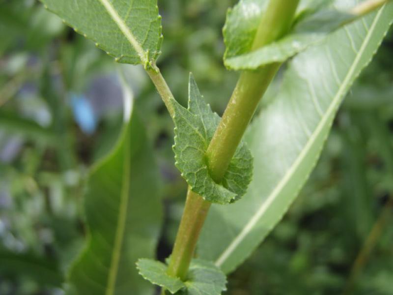 Salix triandra Semperflorens