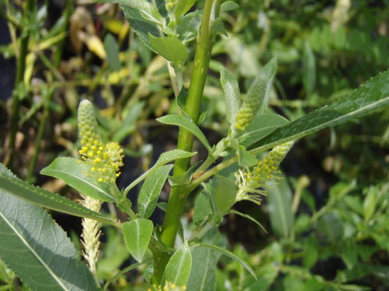 Salix triandra Semperflorens blüht vom Frühjahr bis in den Sommer.