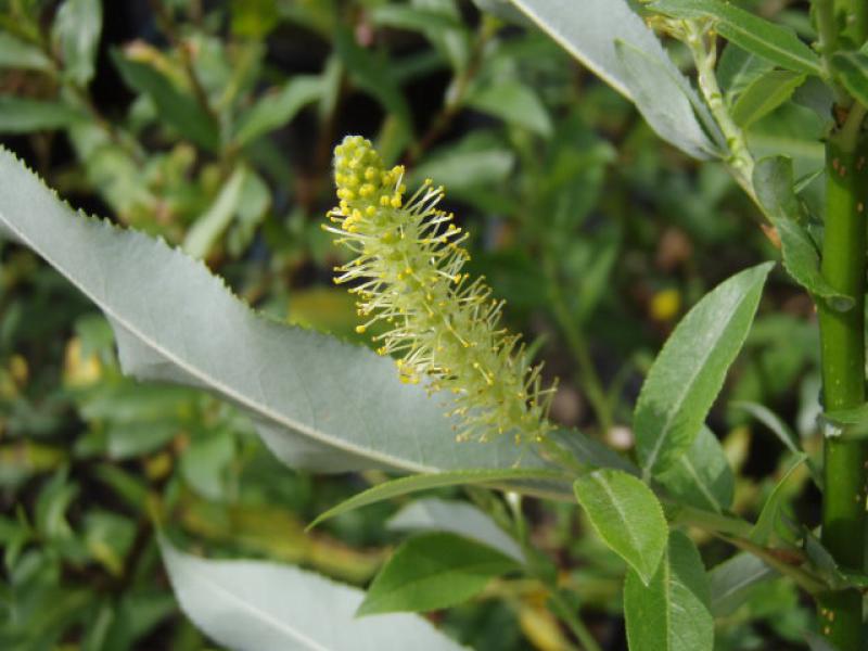 Immerblühende Mandelweide - männliche Blüte