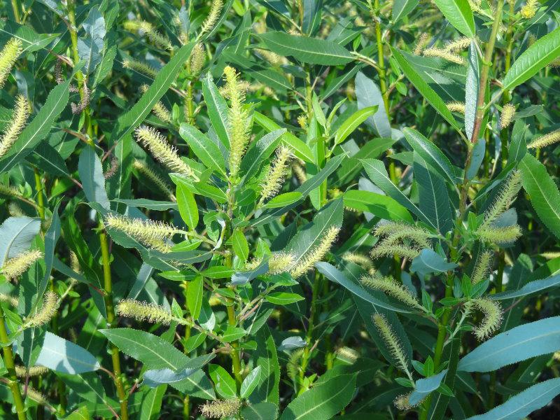 Die Blüte der Salix triandra Semperflorens