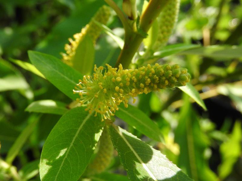 Salix triandra Semperflorens - männliche Blüte