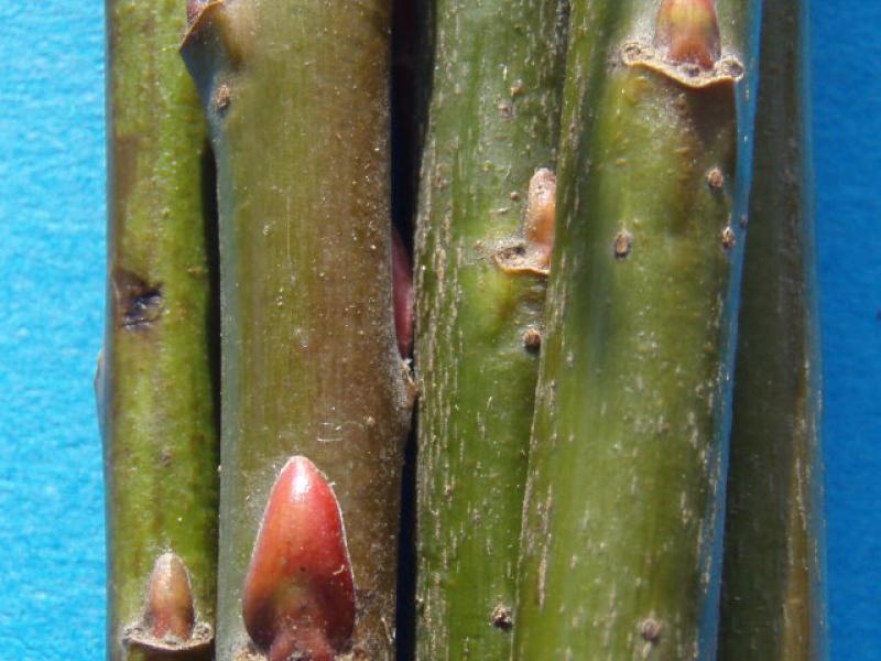 Grüne Ruten der Salix tsugalensis Ginme