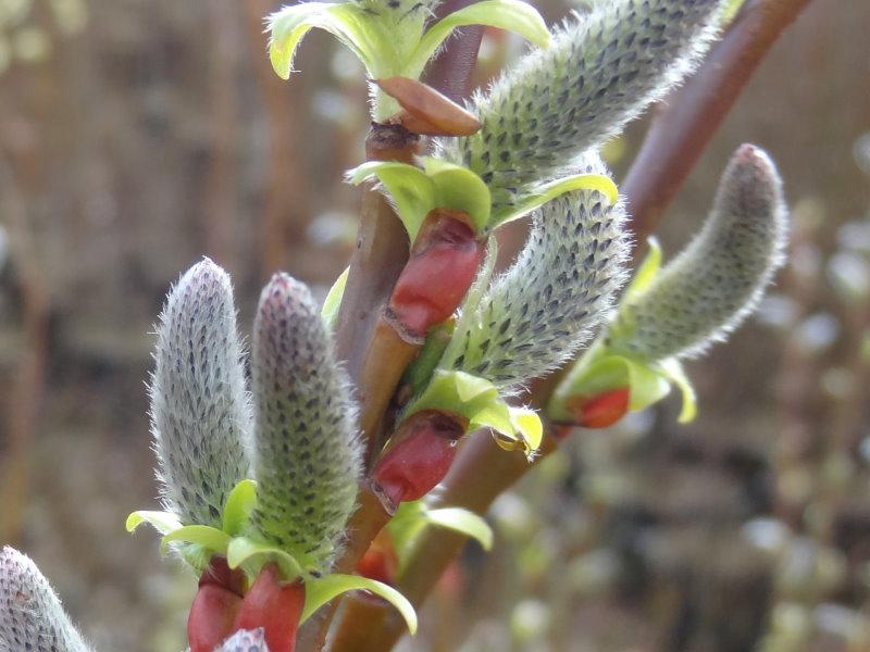 Reiche Blüte der Japanischen Kätzchenweide