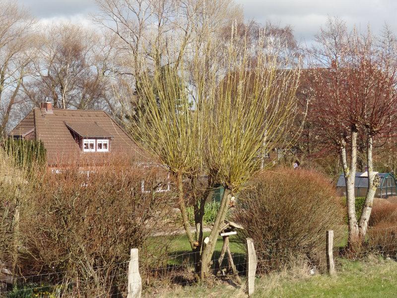 Salix viminalis als mehrtriebige Kopfweide