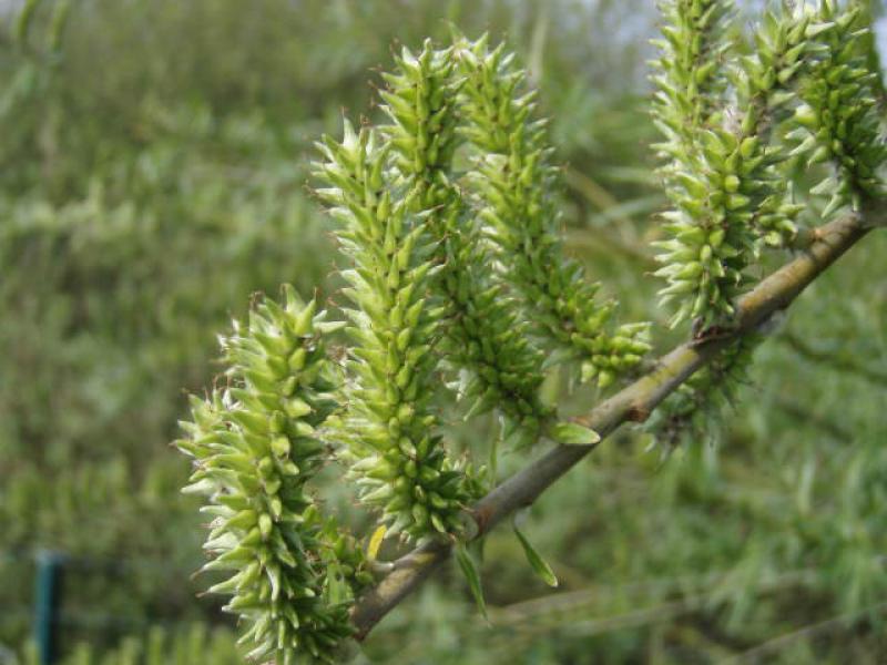 Fruchtstand der Hanf- oder Korbweide