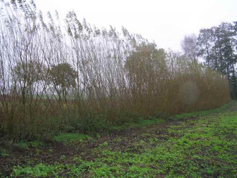 Hanf- oder Korbweide: Heckenartige Abgrenzung