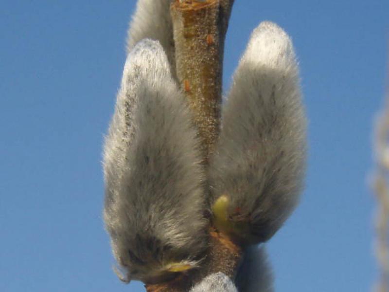 Kätzchen von Salix viminalis