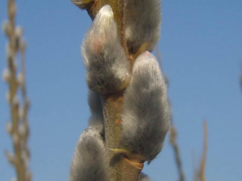 Salix viminalis mit Kätzchenschmuck