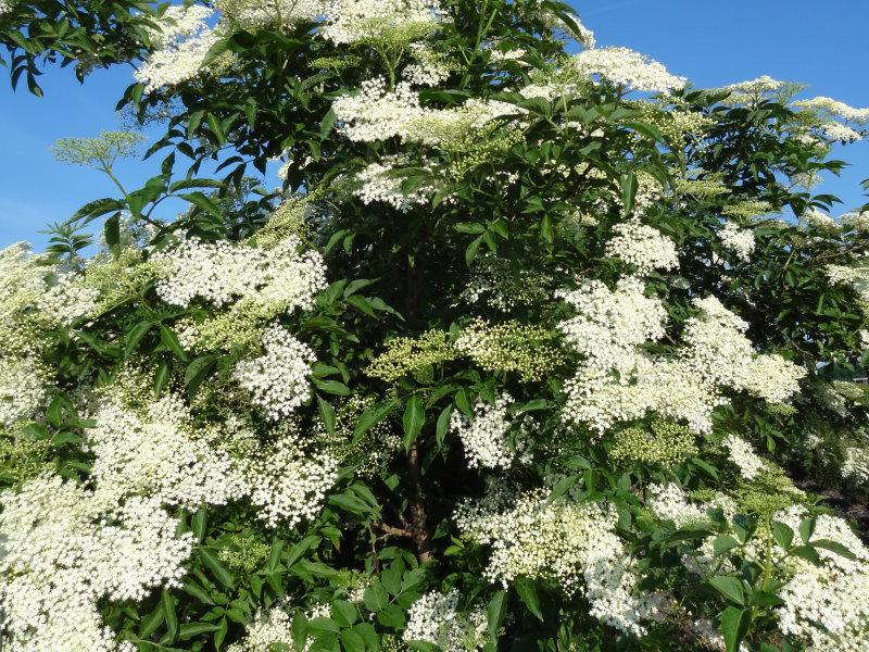 Die kontrastreiche Blüte des Schwarzen Holunder im Sommer