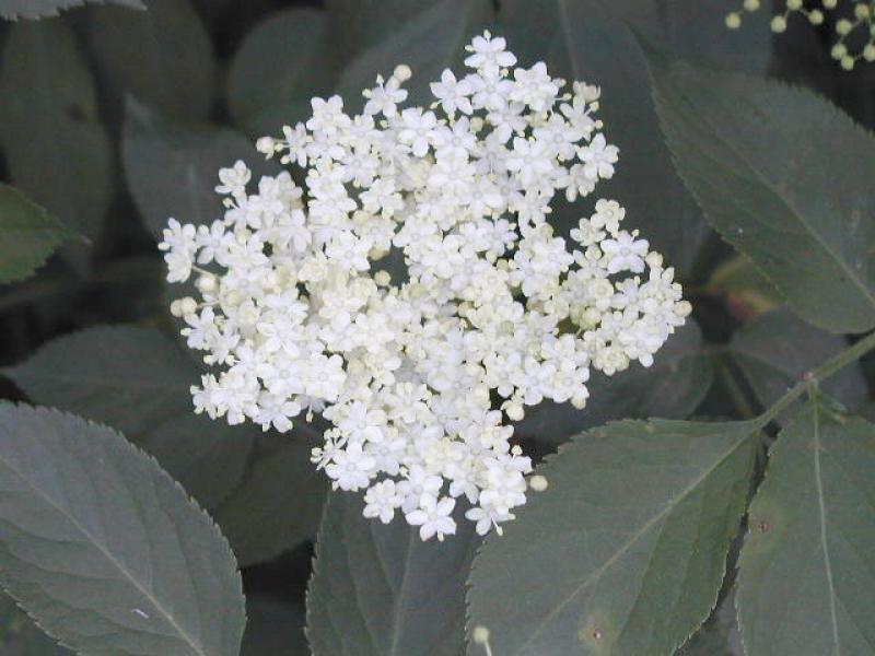 Schwarzer Holunder - aromatisch duftende Blüten