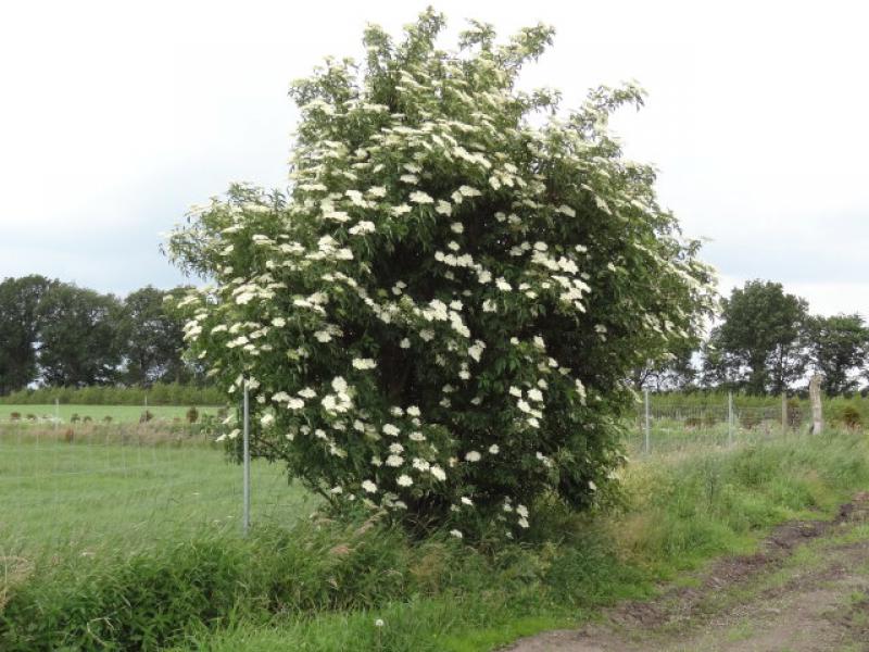 Blühender Hollerstrauch in der Holsteiner Geest