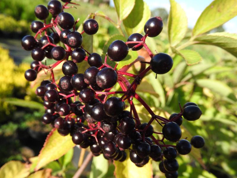 Schwarze Holunderbeeren des Sambucus nigra Aurea