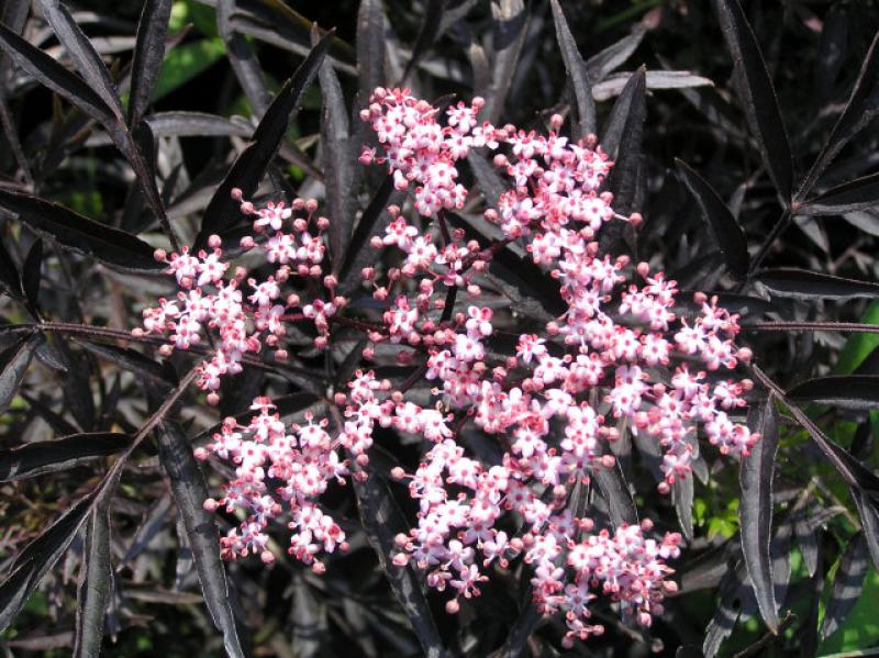 Rotblättriger Schlitz-Holunder® - rosa Blüte